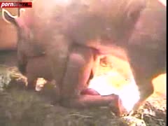 pig porn video - pig sex girl