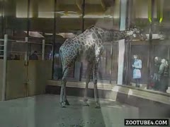 Unlock the Magic of Love: A Heartwarming Tale of the Giraffe's Unforgettable Attraction!