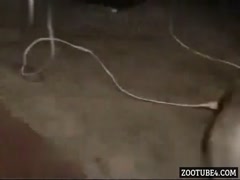 Caught Red-Handed! Watch a Dog's Unbelievable Deed On Camera!