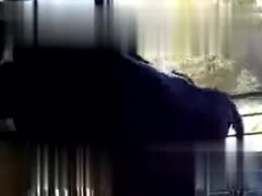 Witness the Astonishing Moment a Lascivious Bull Tries to Mate - Free Porn Video Now!