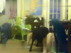 Nerdy Golden-Haired's Unconventional Desires Revealed: Watch Her Get Nude as She Seeks Dog Sex and a Free Animal Video Download!