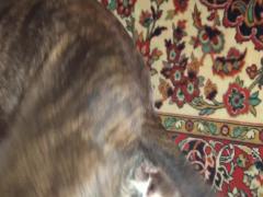 BBW Screams with Pleasure in this Hottest Dog Porn - Download it for Free Now!