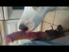 Canine Lust: Watch a Dog Suck a Hard Dick in this Zoo Porn Dog Sex Video!