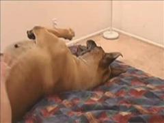 He Watched Free Porn with His Female Dog: How the High Quality Video Changed His Life