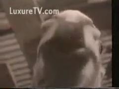 Experience the Thrill of Vintage Zoophilia: Top Videos of Free Animal Sex!