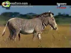 Wild animals have a fun fucking in the savanna - Zoophilia xxx video zoo download free porn sex