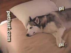 Free sex movies of dogs being naughty in bed, starring gay men.