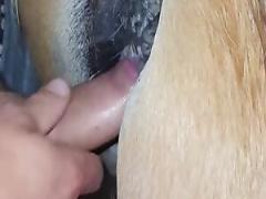 Tight hunk f*cks a horse in sex film Free zoo sex videos featuring human males and females engaging in sexual activity with animals.
