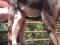 JUX-626Invasion of the horse cock into the confined human symphysis the best xxx zoo porn This is the biggest animal sex site in the world.