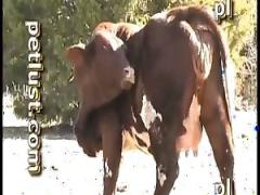 Watch and download these videos for free: free zoofilia porn movie with hot sex and dog sex.