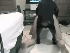 A short girl gives her pussy to a sexy dog. This is a very beautiful and interesting animal sex theme.